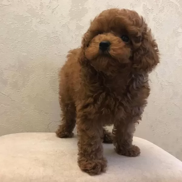 Toy Poodle Yavrulari