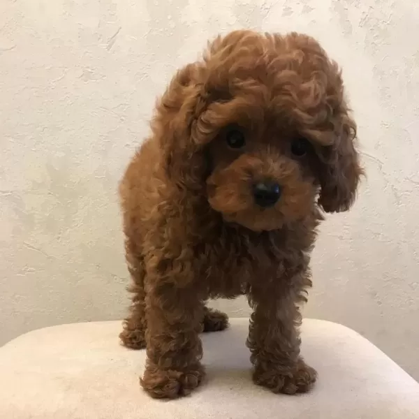 Toy Poodle Yavrulari