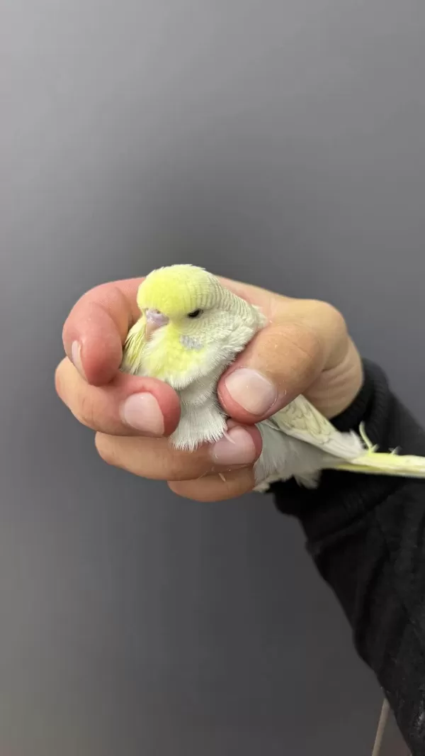 Ele Kola Aliştirmalik Üst Düzey Erkek Şhow Jumbo Muhabbet