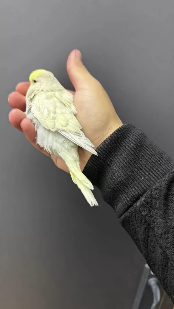 Ele Kola Aliştirmalik Üst Düzey Erkek Şhow Jumbo Muhabbet