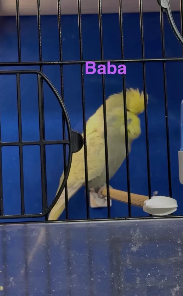 Ele Kola Aliştirmalik Üst Düzey Erkek Şhow Jumbo Muhabbet