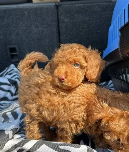 Renkli̇ Göz Kore Kan Ev Üreti̇mi̇ Toy Poodle Yavrularimiz
