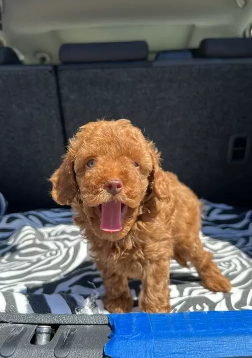Renkli̇ Göz Kore Kan Ev Üreti̇mi̇ Toy Poodle Yavrularimiz