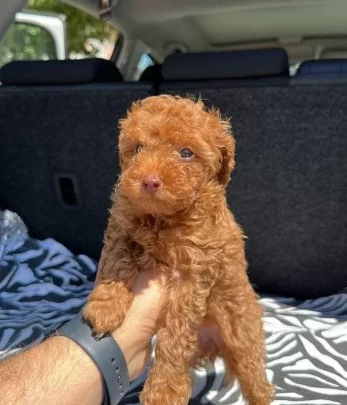 Renkli̇ Göz Kore Kan Ev Üreti̇mi̇ Toy Poodle Yavrularimiz