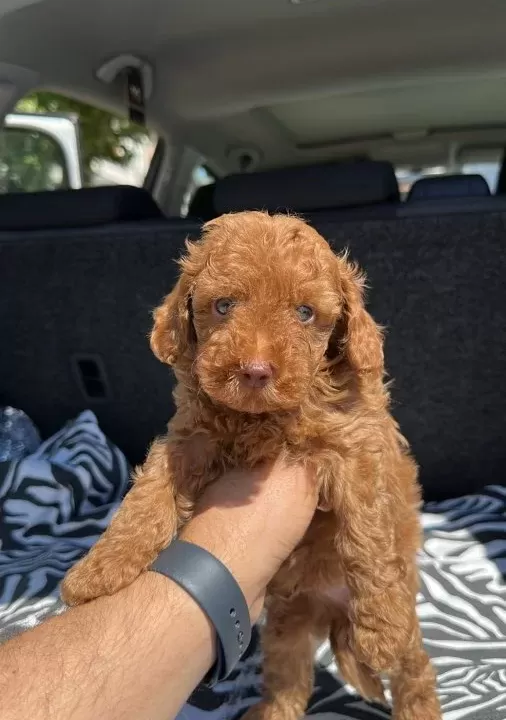 Renkli̇ Göz Kore Kan Ev Üreti̇mi̇ Toy Poodle Yavrularimiz