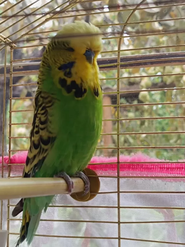 Satılık Sow Jumbo Muhabbet Kuşu