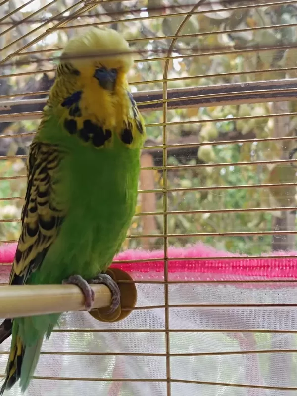 Satılık Sow Jumbo Muhabbet Kuşu