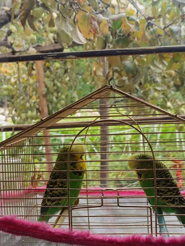 Satılık Sow Jumbo Muhabbet Kuşu