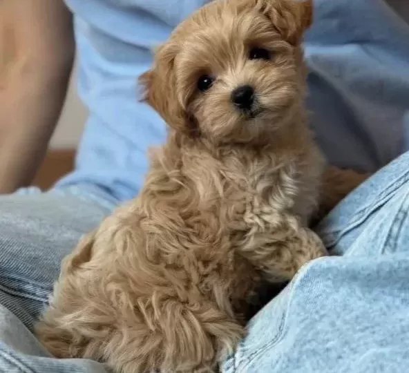 Kore Yüz Hatli Malti̇poo Yavrular