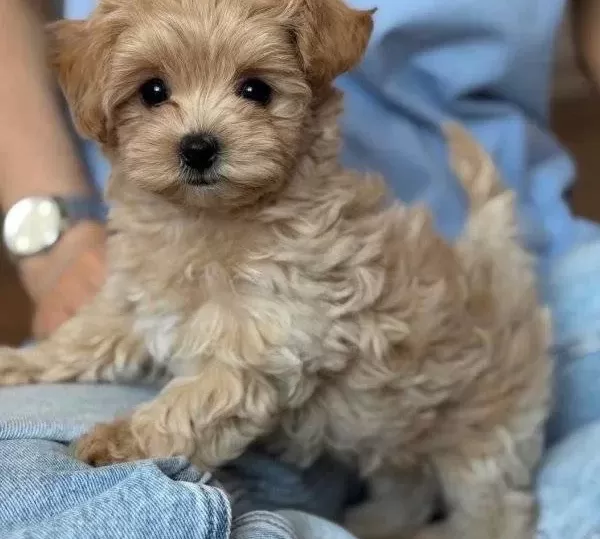 Kore Yüz Hatli Malti̇poo Yavrular