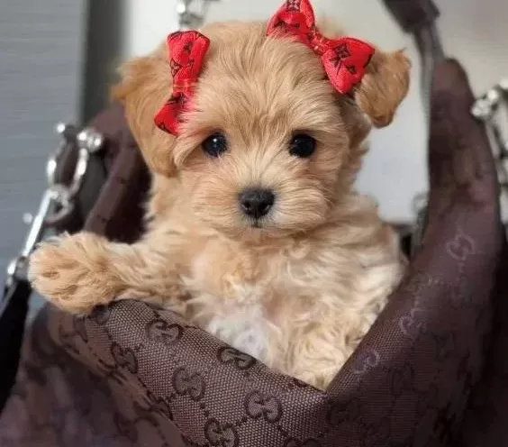 Bebeksi Malti Poo Yavrular