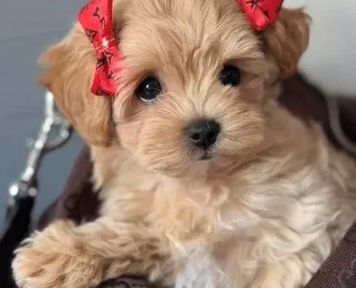 Bebeksi Malti Poo Yavrular
