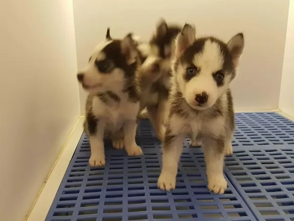 Husky Sibirya Yavrulari