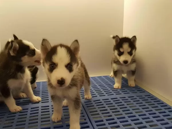Husky Sibirya Yavrulari