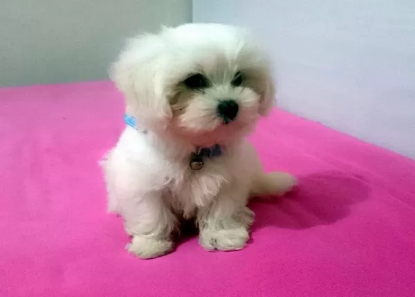 Pamuk Şeker Maltese Terrier Yavrularımız