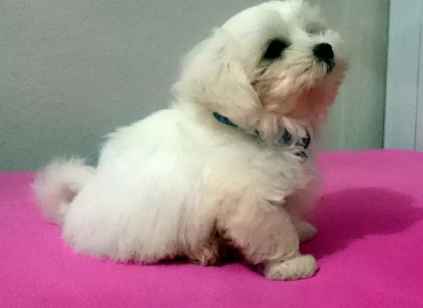 Pamuk Şeker Maltese Terrier Yavrularımız