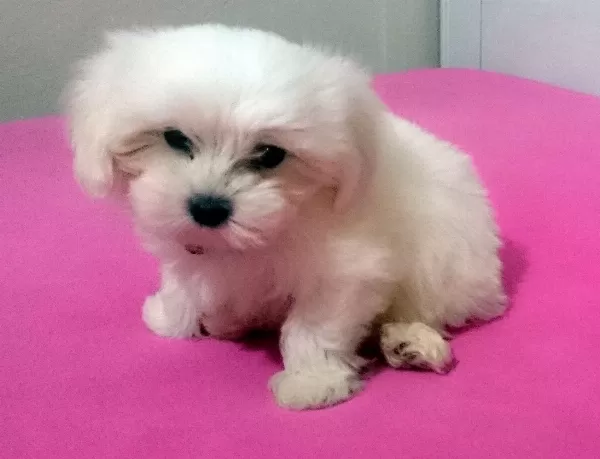 Pamuk Şeker Maltese Terrier Yavrularımız