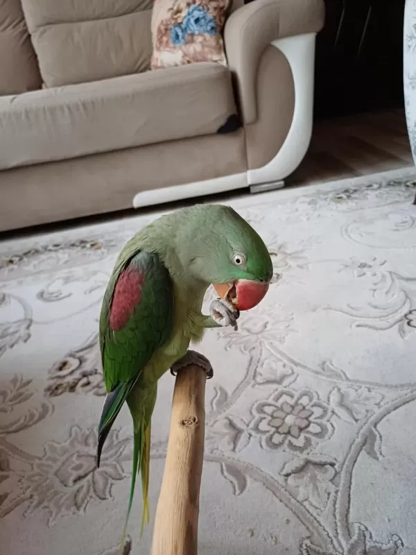 Mükemmel Bir Alexander Papağanımız Teslimi Hazır