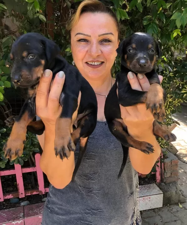 Muhteşem King Doberman Yavrularımız