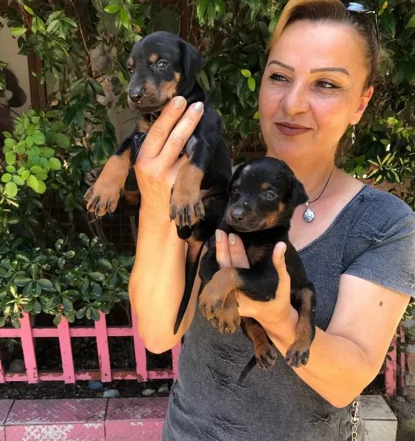 Muhteşem King Doberman Yavrularımız
