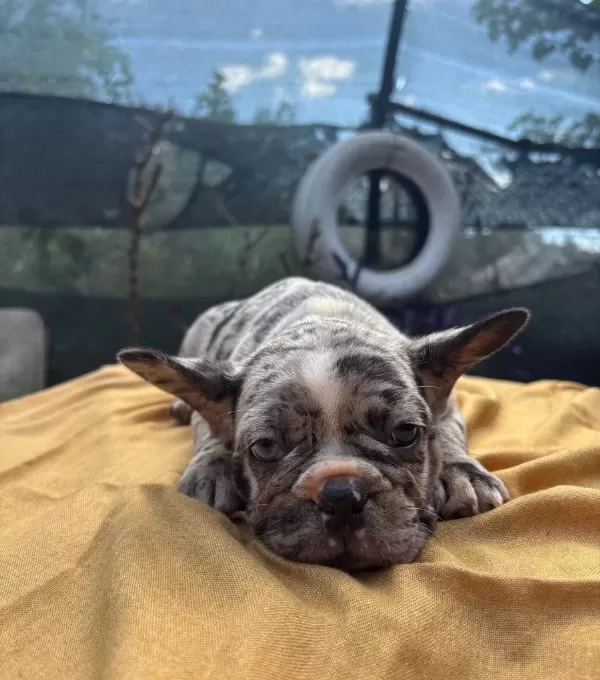 Irk Ve Sağlık Garantili French Bulldog Bebekler
