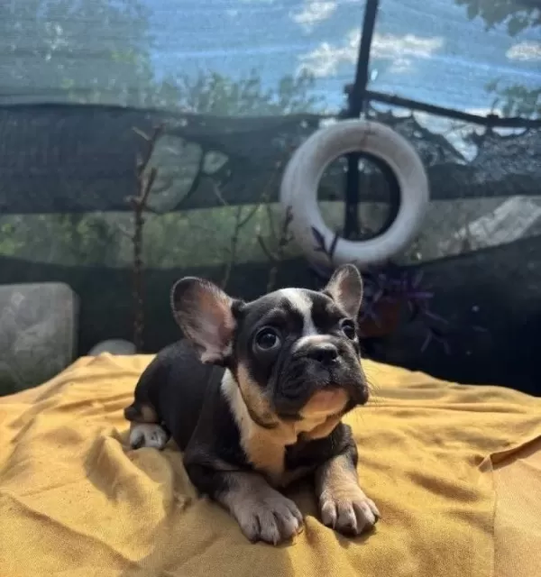 Irk Ve Sağlık Garantili French Bulldog Bebekler