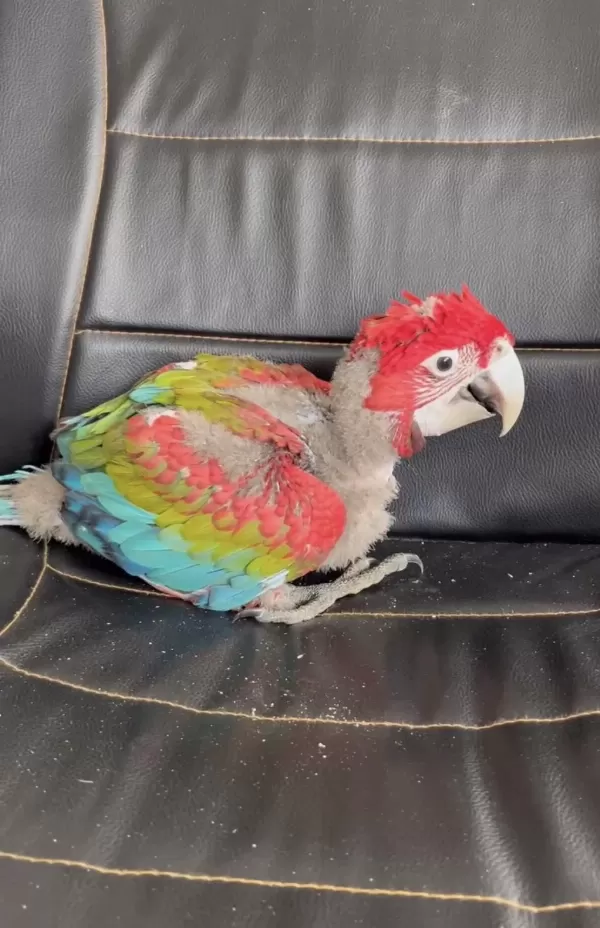 Kirmizi 45 Günlük Bebek Macaw