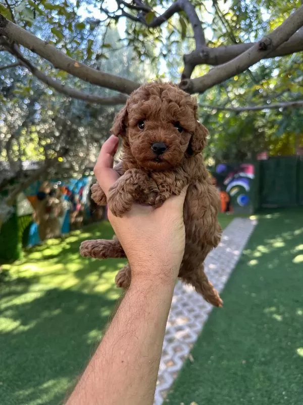 Ruhsatli Poodle Evinden Çok Sayida Poodle Bebek