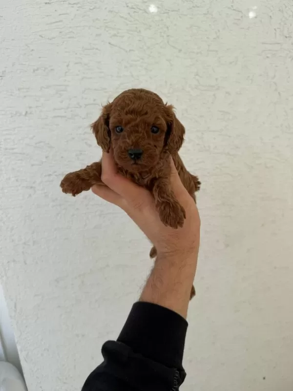 Ruhsatli Poodle Evinden Çok Sayida Poodle Bebek