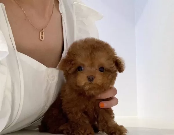 Toy Poodle Red Brown Mini Yavrularimiz