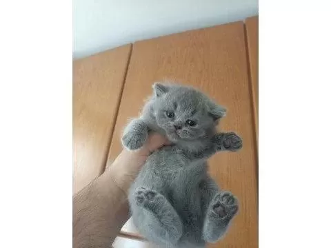 Safkan Ve 5 Kuşak Şecereli British Shorthair Bebekler