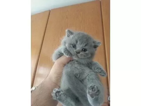 Safkan Ve 5 Kuşak Şecereli British Shorthair Bebekler