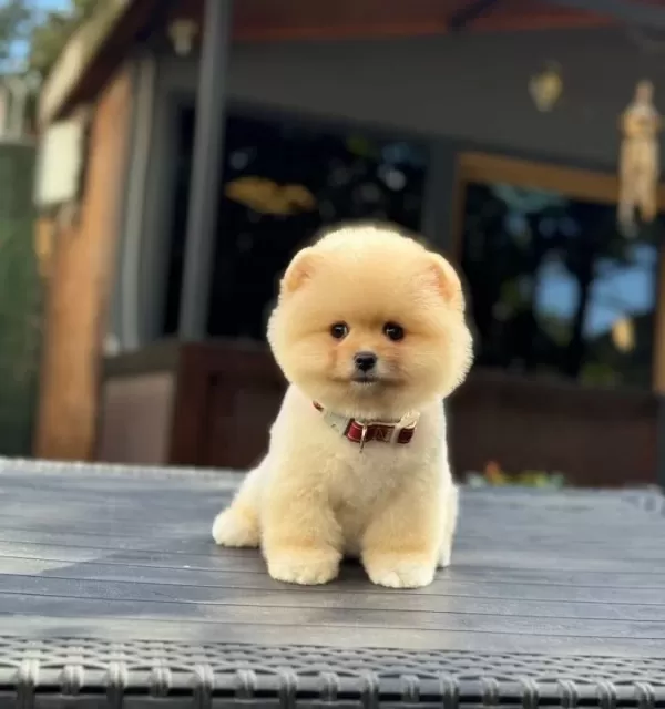 Ayıcık Surat Sağlık Garantili Yavrular