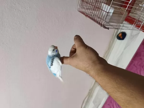 Sağlıklı Muhabbet Kuşumuz