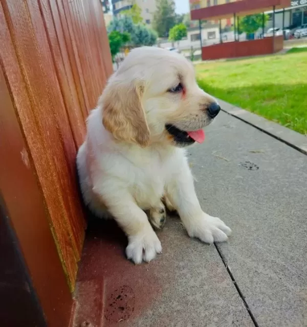 Golden Retriever Yavruları