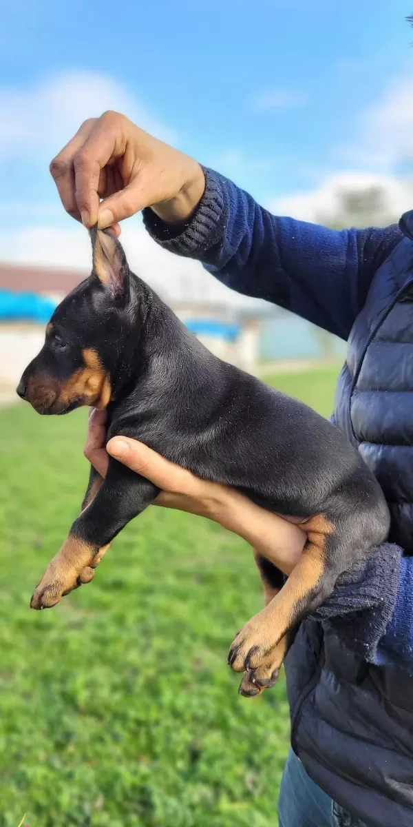 Safkan Irk Garantili Doberman Yavrular