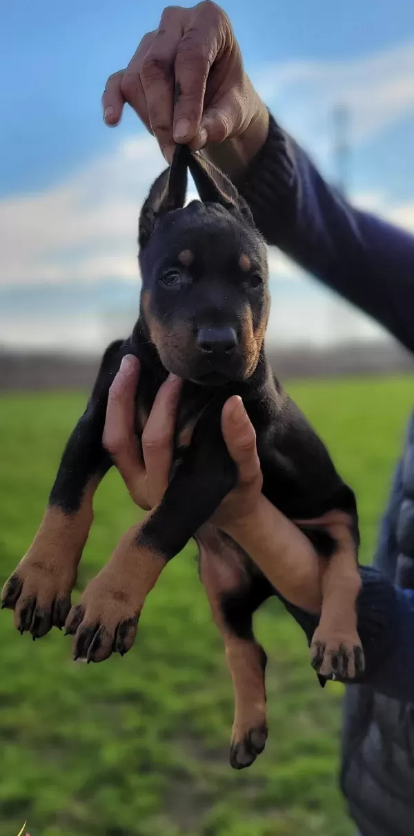 Safkan Irk Garantili Doberman Yavrular
