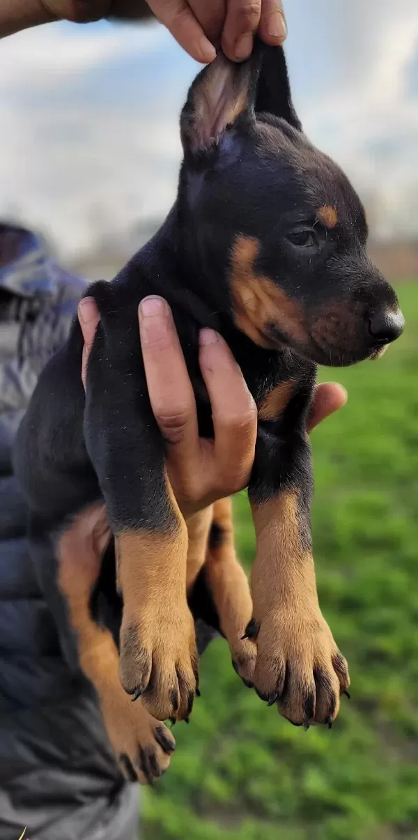Safkan Irk Garantili Doberman Yavrular