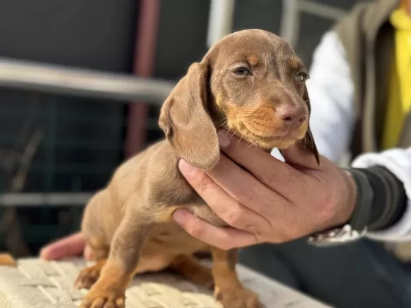Petmose Köpek Çiftliğinde Ziyarete Açık Dachshund