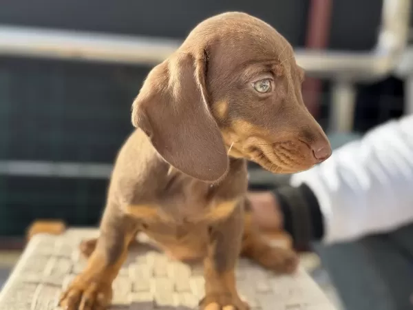 Petmose Köpek Çiftliğinde Ziyarete Açık Dachshund