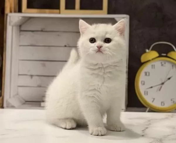 Safkan British Shorthair Yavrularim