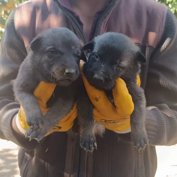 SAFKAN BELÇİKA KURDU MALINOIS YAVRULARI 5 ERKEK-5 DİŞİ