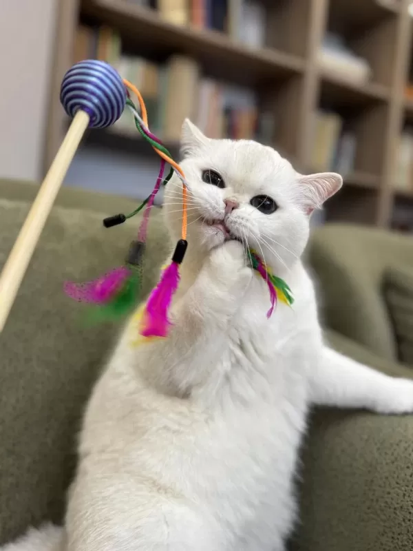 Masmavi Koca Gözlü Pamuk Prenses British Shorthair