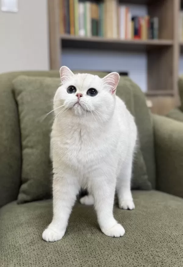 Masmavi Koca Gözlü Pamuk Prenses British Shorthair