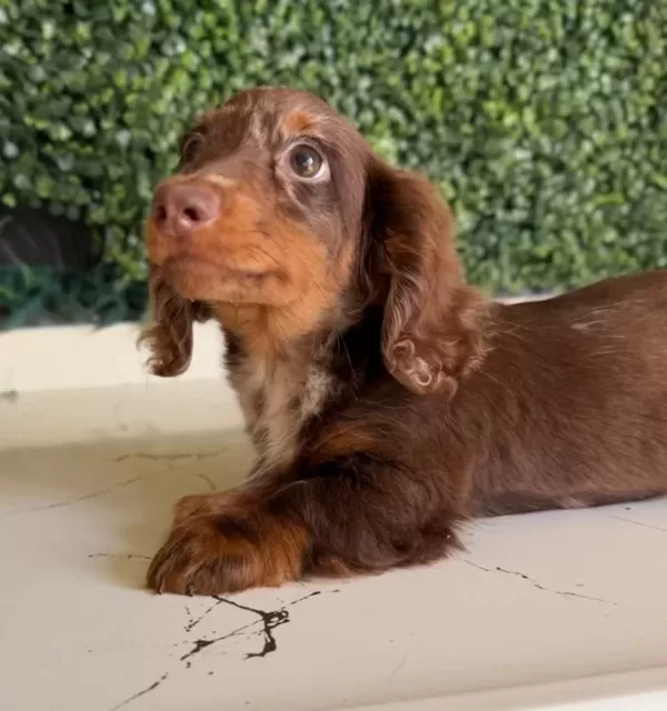 Longhai̇r Dachshund Son Yavrumuz