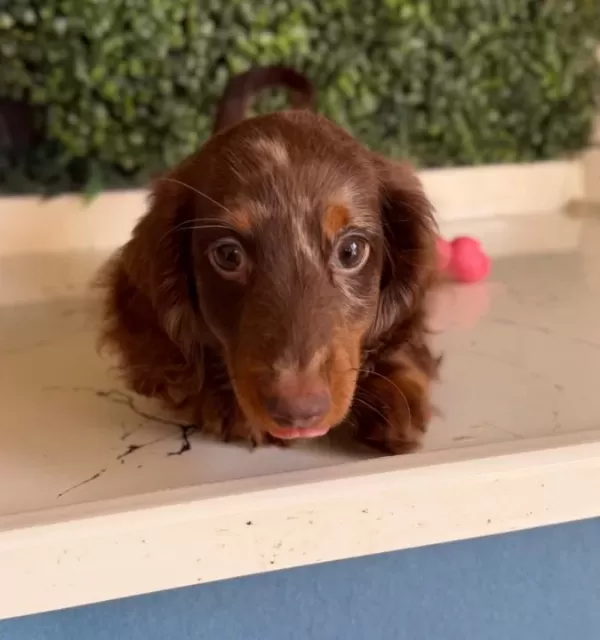 Longhai̇r Dachshund Son Yavrumuz