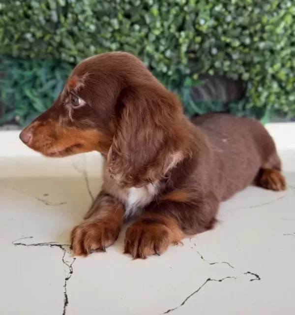 Longhai̇r Dachshund Son Yavrumuz