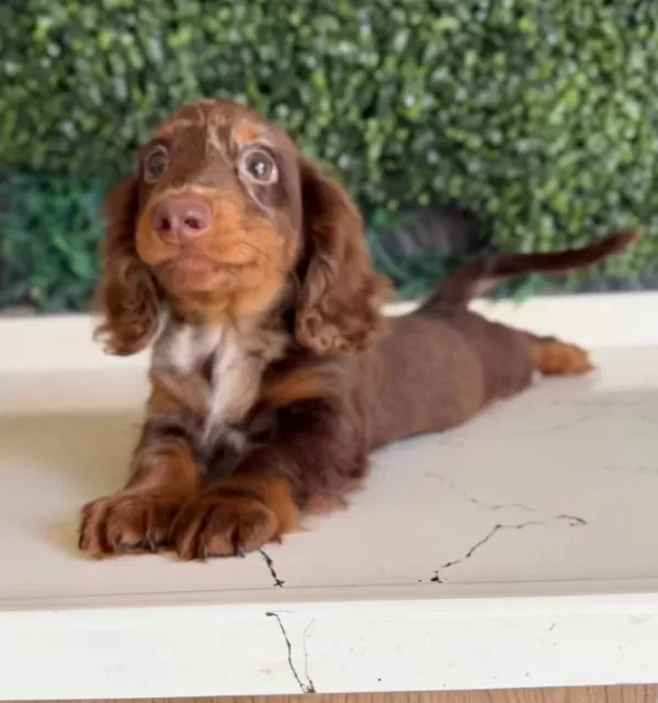 Longhai̇r Dachshund Son Yavrumuz