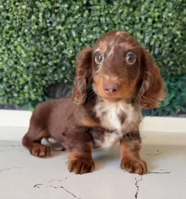 Longhai̇r Dachshund Son Yavrumuz