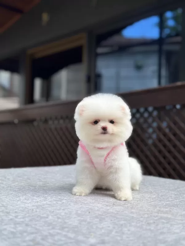 Sağlik Ve İrk Garantili Pomeranian